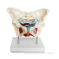 Kadın pelvis kasları ve organları
